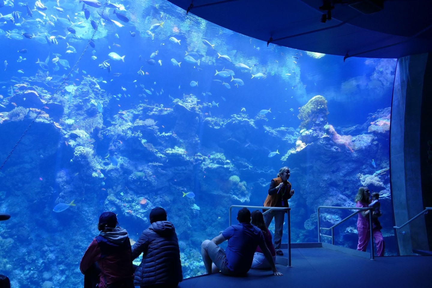 Philippinisches Korallenriff in einem Becken im Steinhart Aquarium in San Francisco.