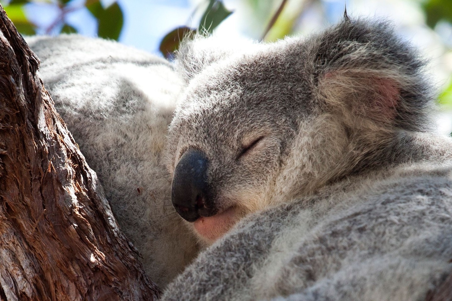 Ein Koala auf einem Baum auf Magnetic Island in Australien.