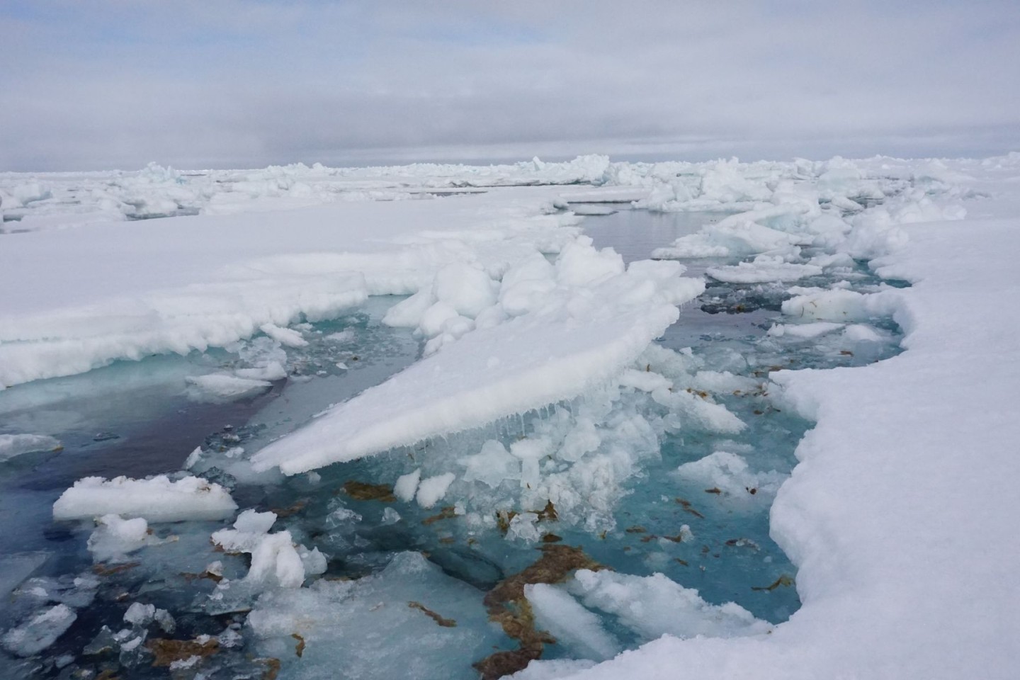 Forscher vom Alfred-Wegener-Institut haben auf einer Expedition in der Arktis untersucht, wie viel Mikroplastik in der Eisalge Melosira arctica und dem Meerewasser direkt neben Eisschollen v...