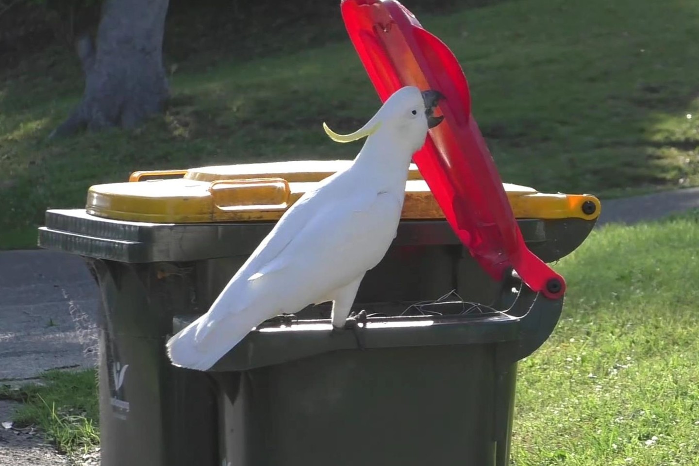 Ein australischer Gelbhaubenkakadu öffnet mit seinem Schnabel eine Mülltonne.