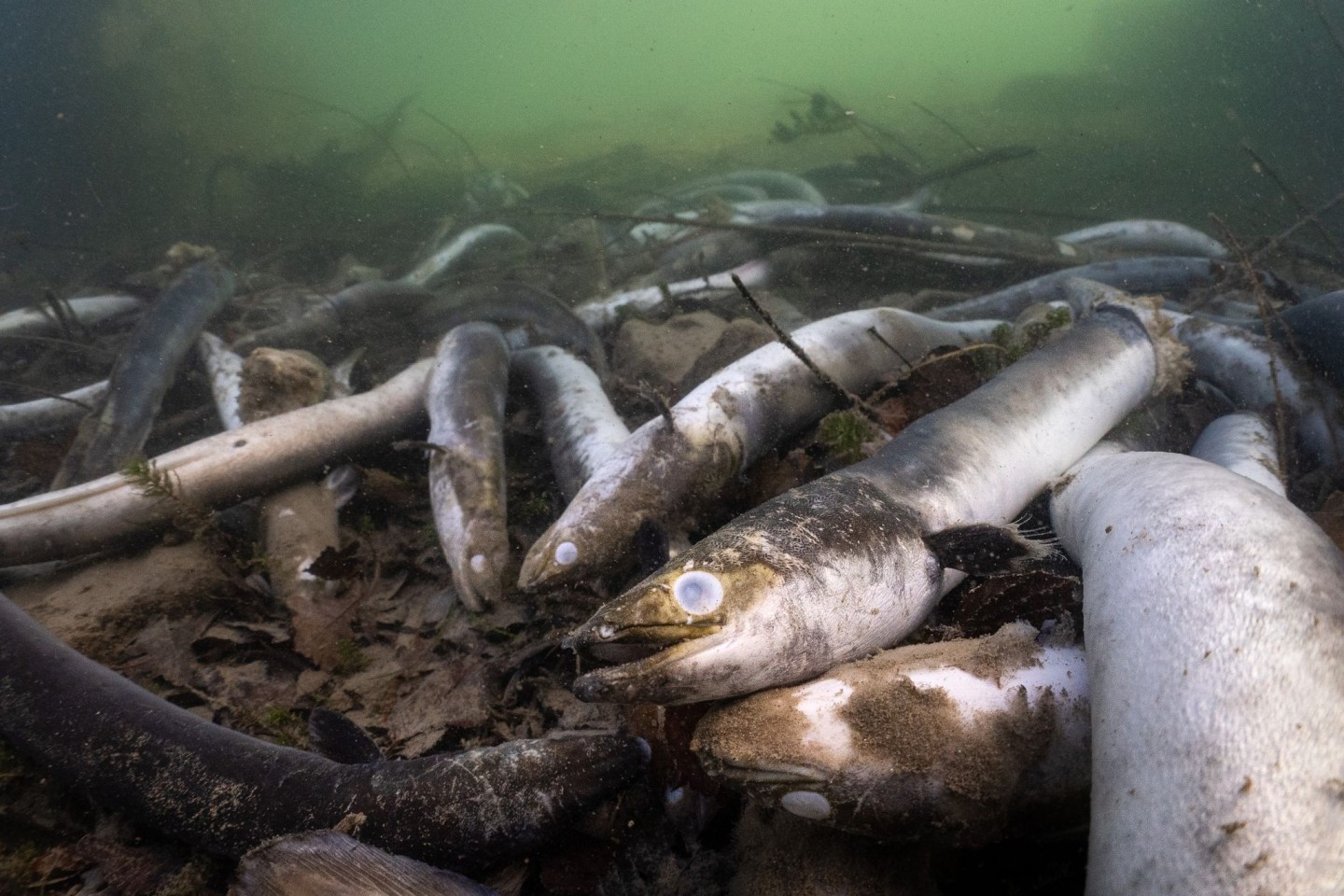 Mit erschreckenden Bildern von verstümmelten und verendeten Aalen prangert der Schweizerische Fischerei-Verband (SFV) das Tierleid im Hochrhein an.