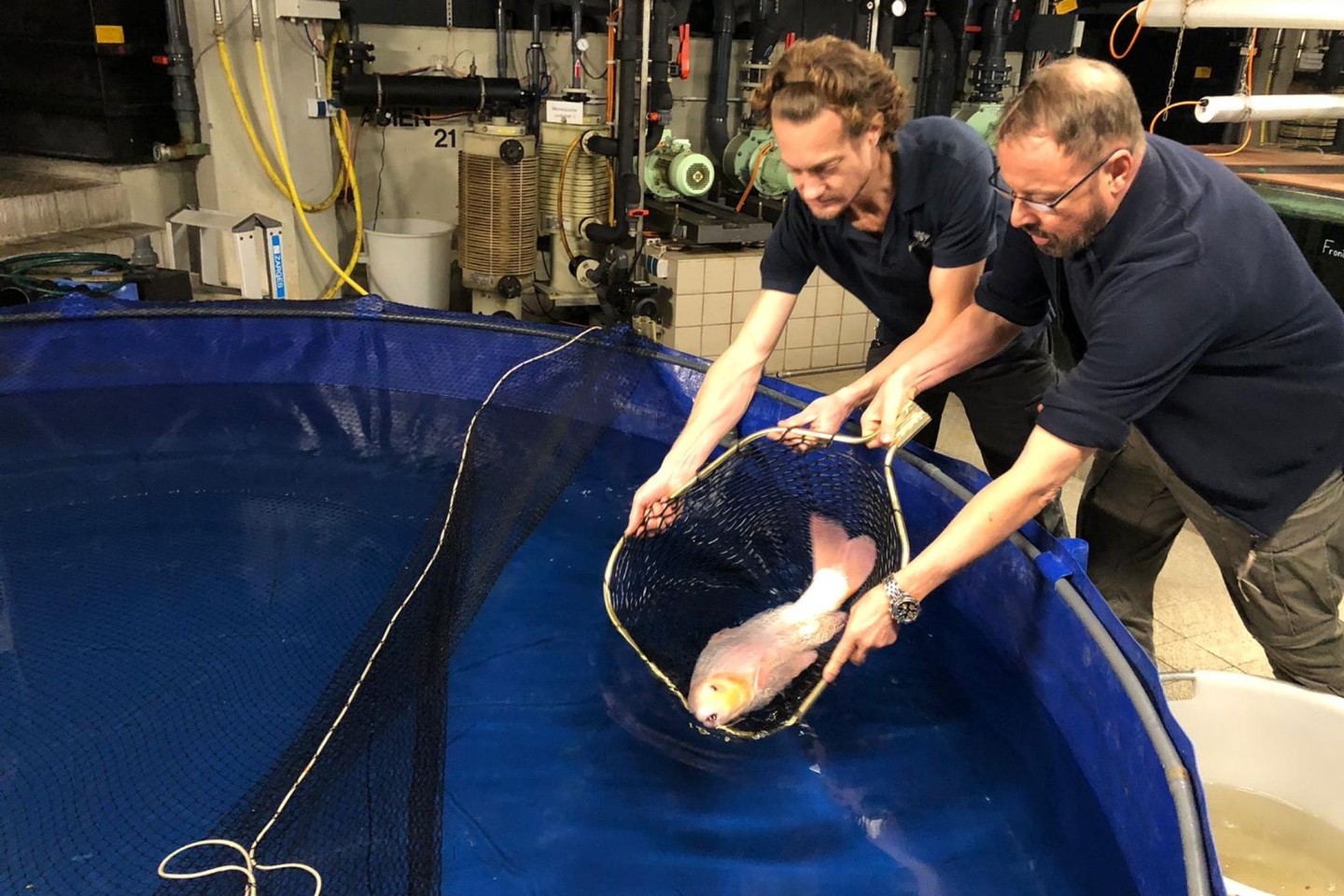 Zwei Mitarbeiter des Berliner Zoos lassen einen Koi in ein Becken, der nach dem Platzen des Aquariums gerettet werden konnte.