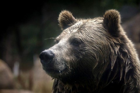 Grizzlybär-Bestände in den Rocky Mountains erholen sich