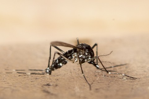 Virologe fordert Mückenbekämpfung in Deutschland