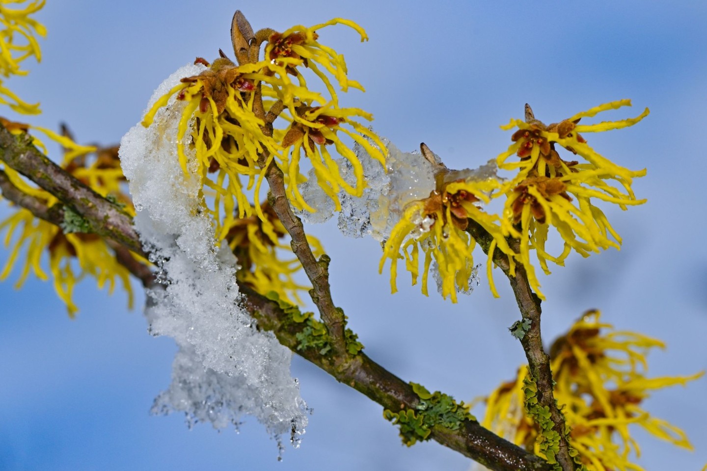 Schnee bedeckt teilweise die gelben Blüten einer Zaubernuss.
